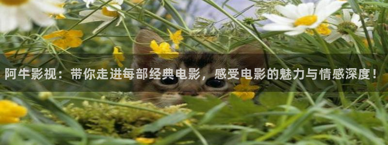 星空下的誓言电影：阿牛影视：带你走进每部经典电影，感受电影的魅力与情感深度！